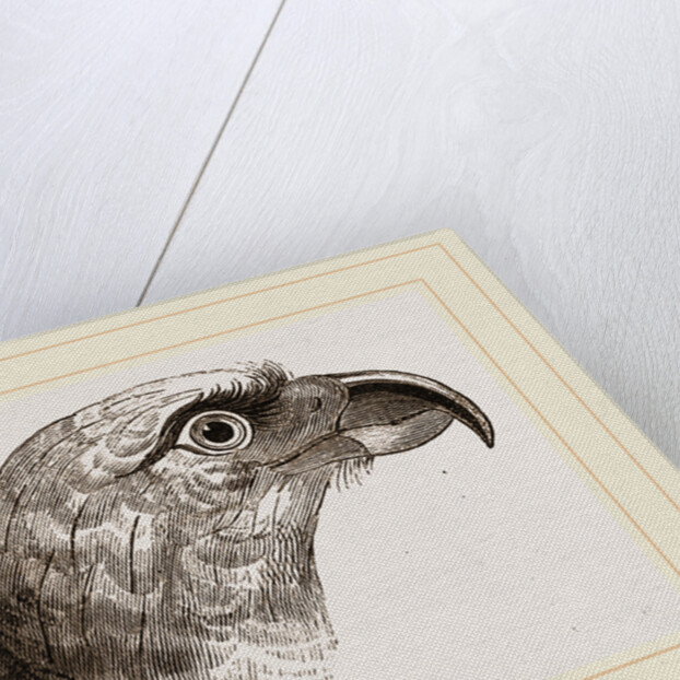 Head of Grey Asturina by Anonymous