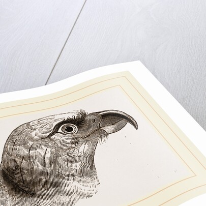 Head of Grey Asturina by Anonymous
