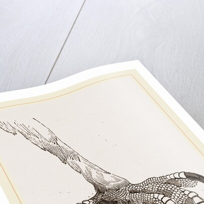 Foot of Crested Morphnus by Anonymous