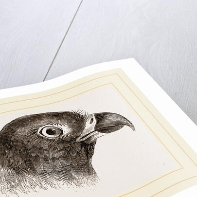 Head of Cayenne Cymindis by Anonymous