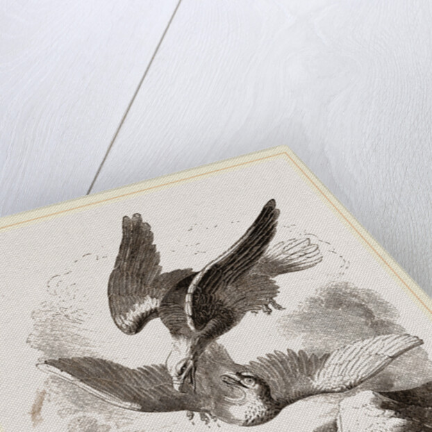 White-headed Eagle and Fish-Hawk by Anonymous