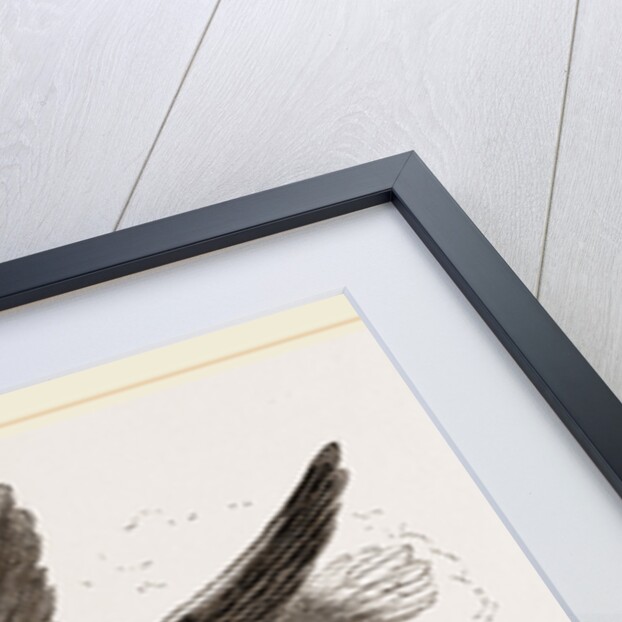 White-headed Eagle and Fish-Hawk by Anonymous