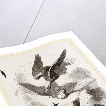 White-headed Eagle and Fish-Hawk by Anonymous