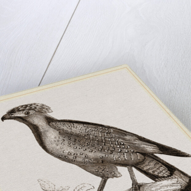 Barred Haematornis by Anonymous