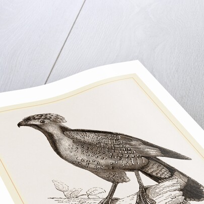 Barred Haematornis by Anonymous