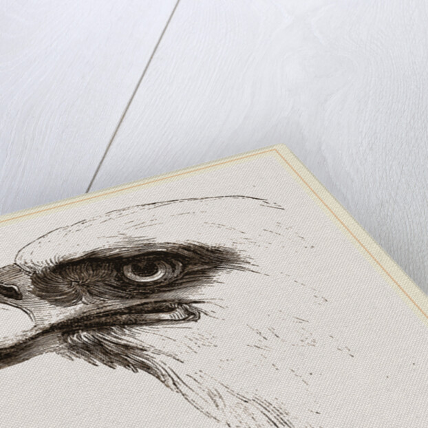 White heade eagle by Anonymous