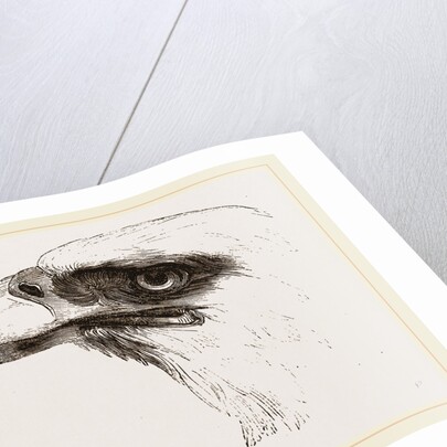 White heade eagle by Anonymous