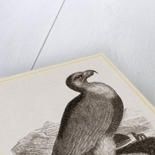 Golden eagle by Anonymous