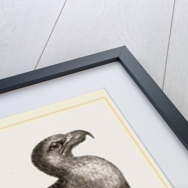 Golden eagle by Anonymous