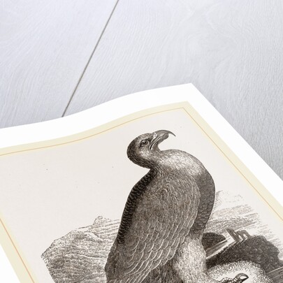 Golden eagle by Anonymous