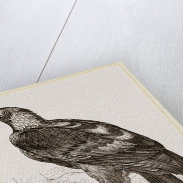Imperial eagle by Anonymous