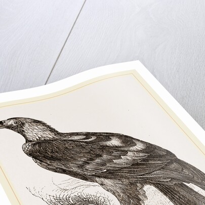 Imperial eagle by Anonymous
