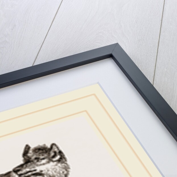 Wolf by Anonymous