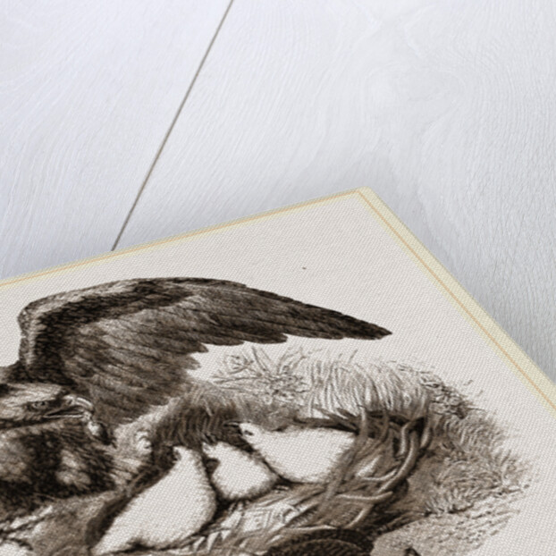 Golden Eagle by Anonymous