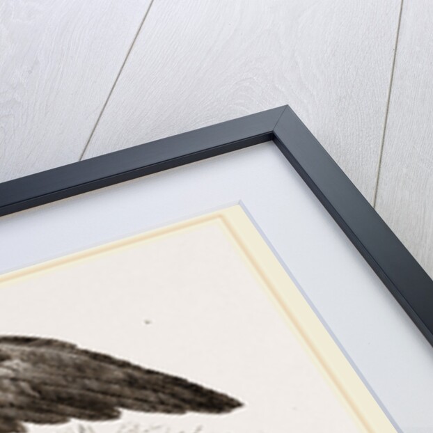 Golden Eagle by Anonymous