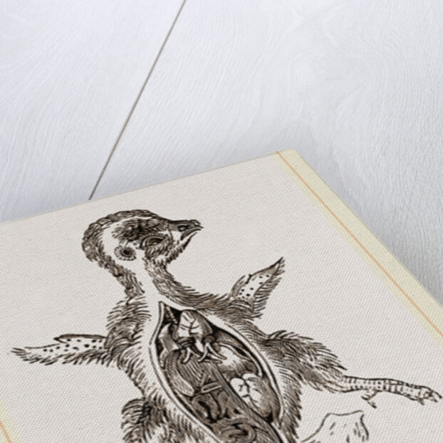 Chick at Fourteen Days by Anonymous