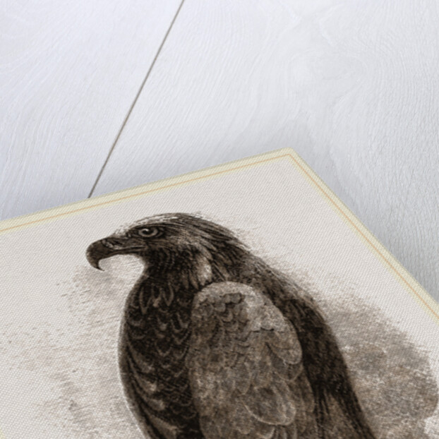 Golden Eagle by Anonymous