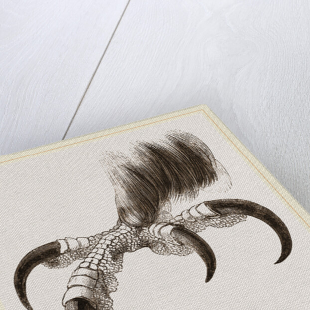 Talons of Golden Eagle by Anonymous