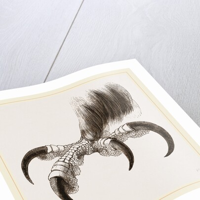 Talons of Golden Eagle by Anonymous