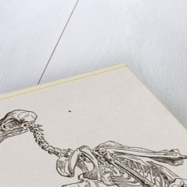 Skeleton of Hawk by Anonymous