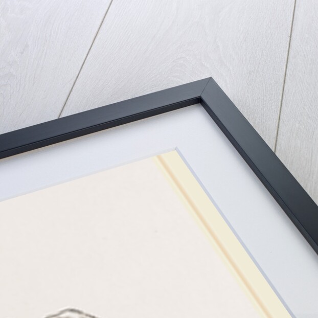 Skeleton of Hawk by Anonymous