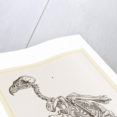 Skeleton of Hawk by Anonymous