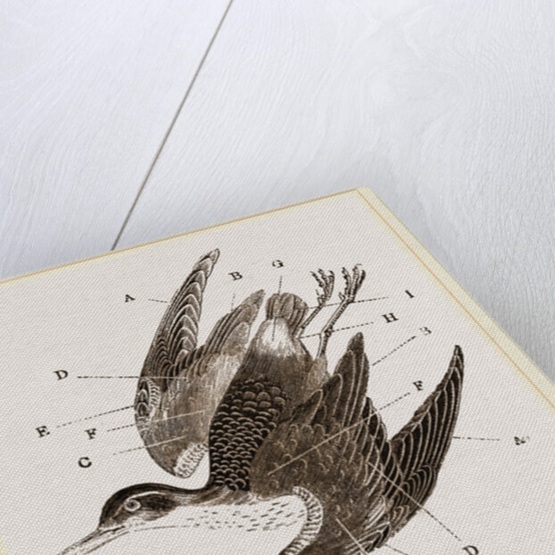 Plumage of Bird by Anonymous