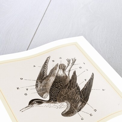 Plumage of Bird by Anonymous