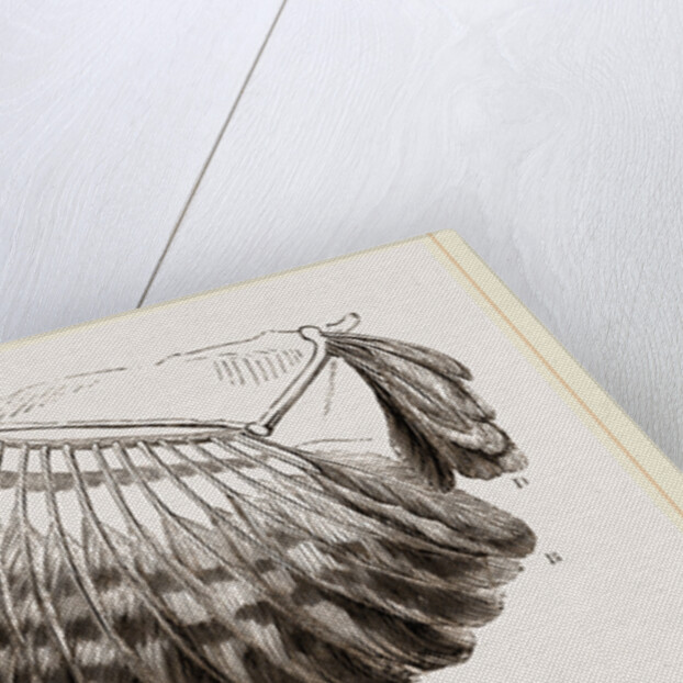 Wing of Buzzard by Anonymous