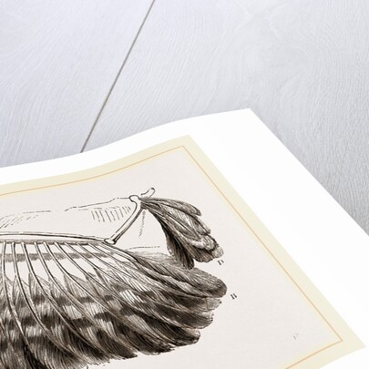 Wing of Buzzard by Anonymous