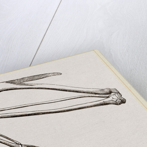 Bones of Hawk's Wing by Anonymous