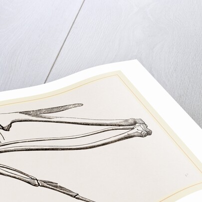 Bones of Hawk's Wing by Anonymous