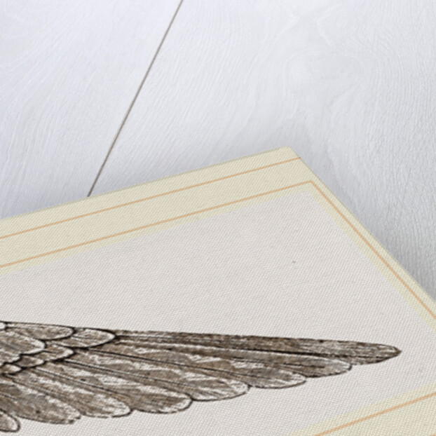 Wing of Curlew by Anonymous