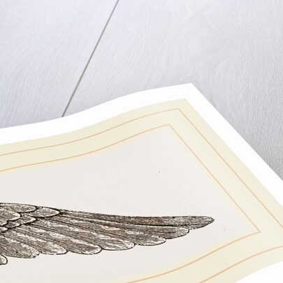 Wing of Curlew by Anonymous