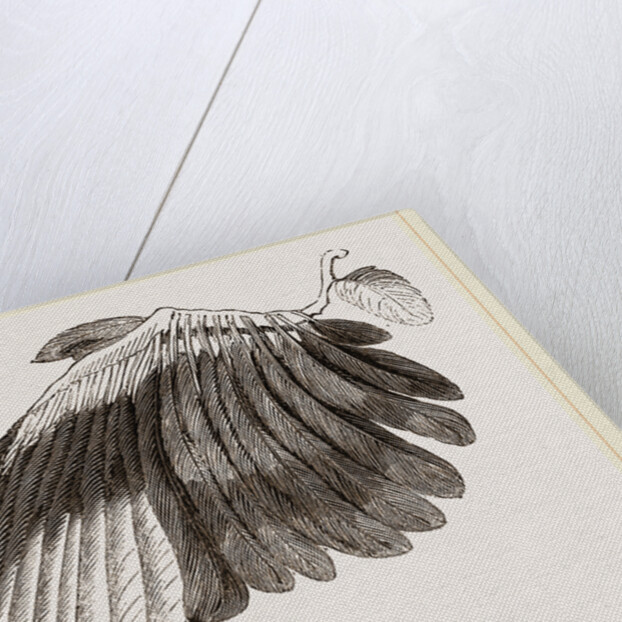 Wing of Magpie by Anonymous