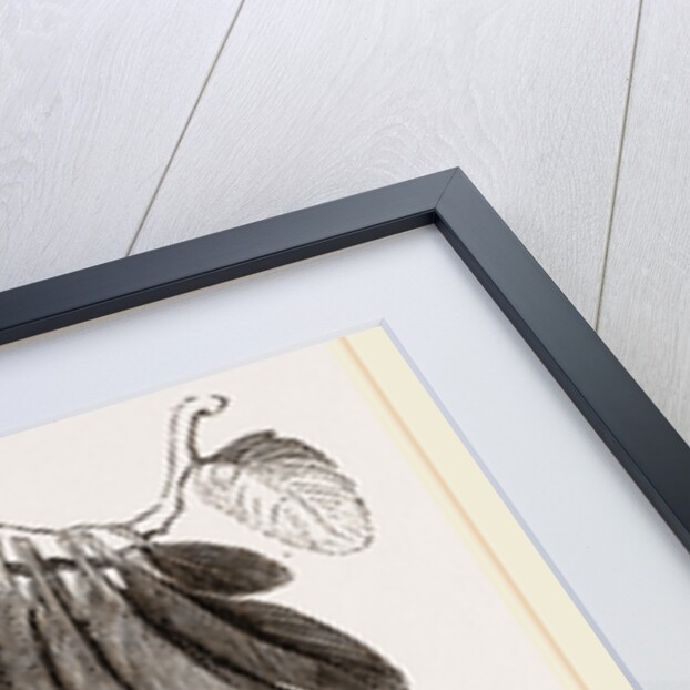 Wing of Magpie by Anonymous