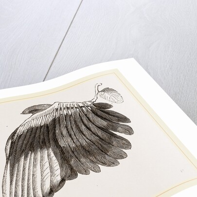 Wing of Magpie by Anonymous