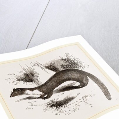 Pine Marten by Anonymous