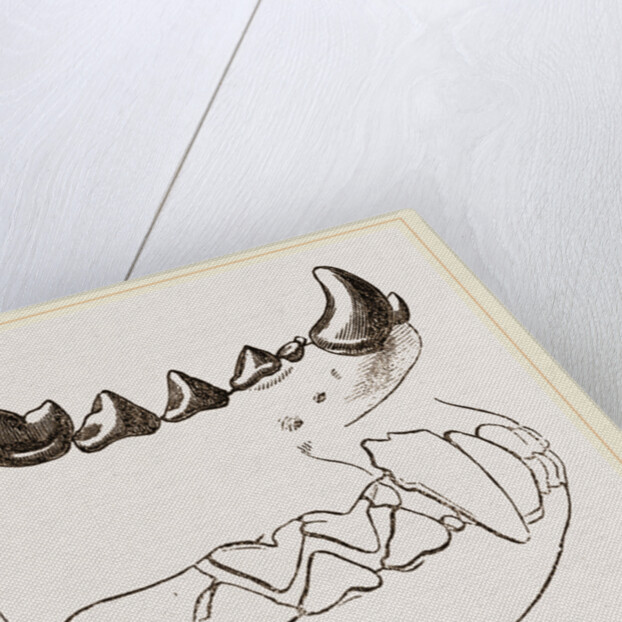 Teeth of Marten by Anonymous