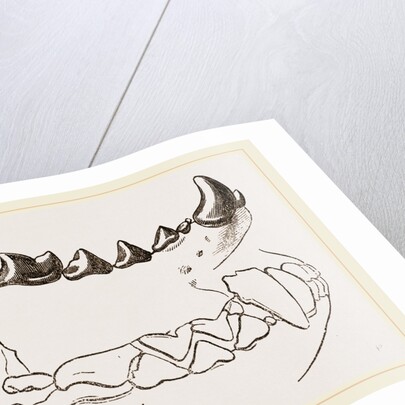 Teeth of Marten by Anonymous
