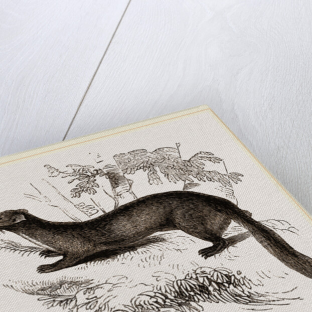 tBeech Marten by Anonymous