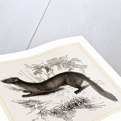 tBeech Marten by Anonymous
