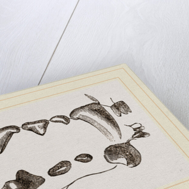 Teeth of Polecat by Anonymous