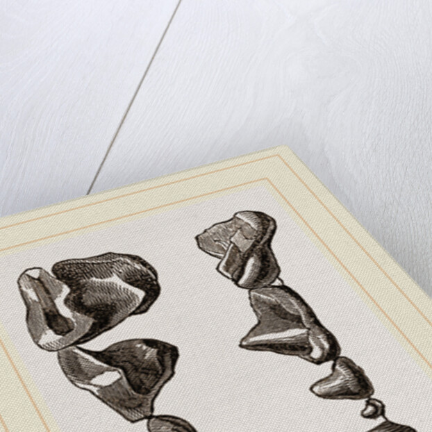 Teeth of Skunk by Anonymous