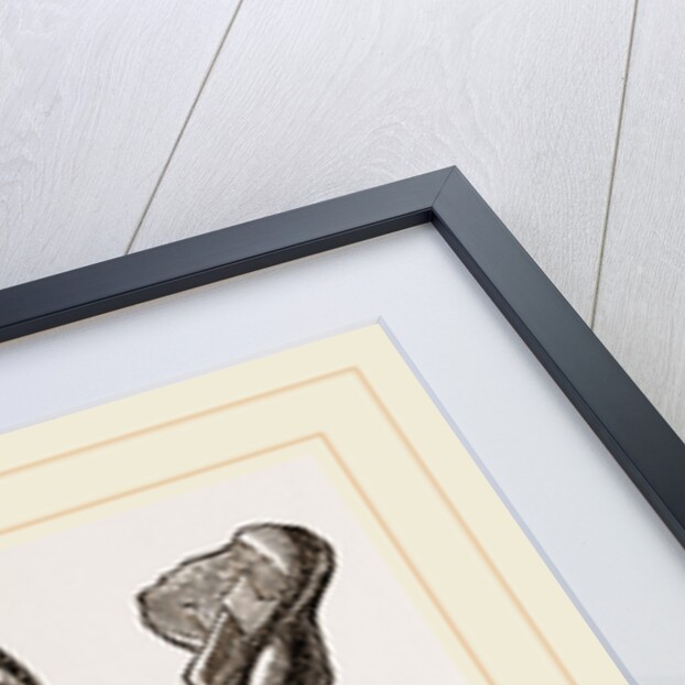 Teeth of Skunk by Anonymous