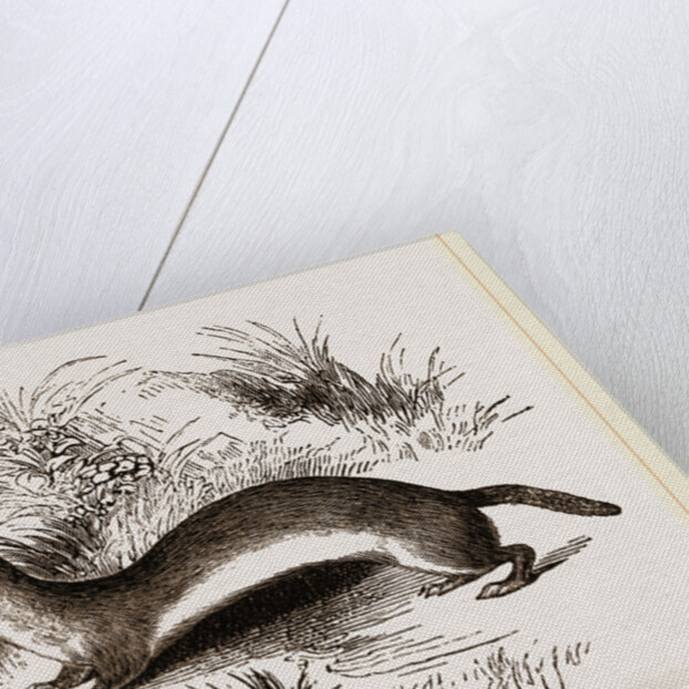 Weasel by Anonymous