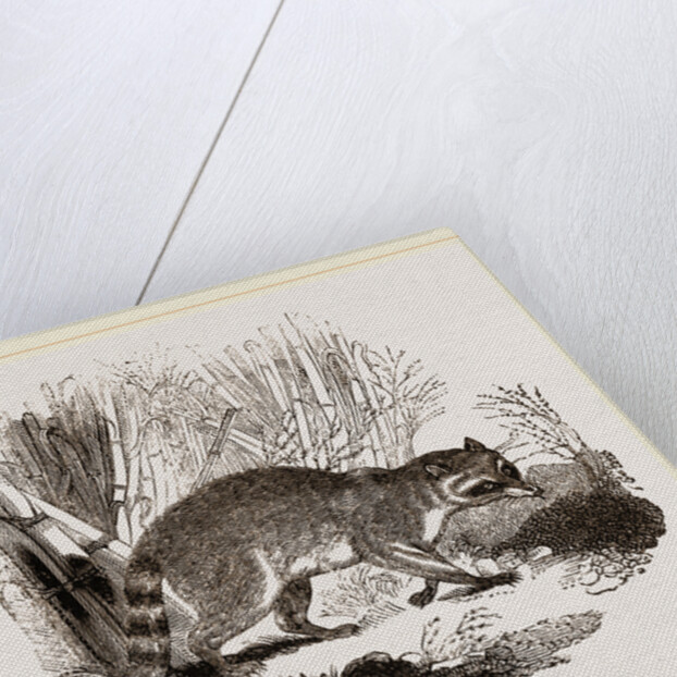 Racoon by Anonymous