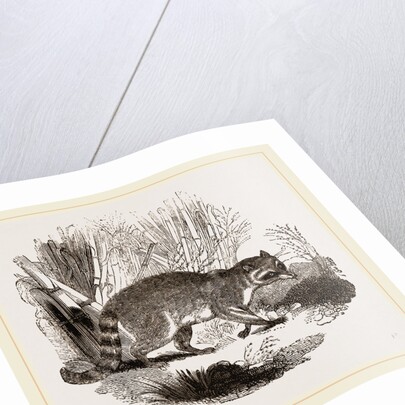 Racoon by Anonymous