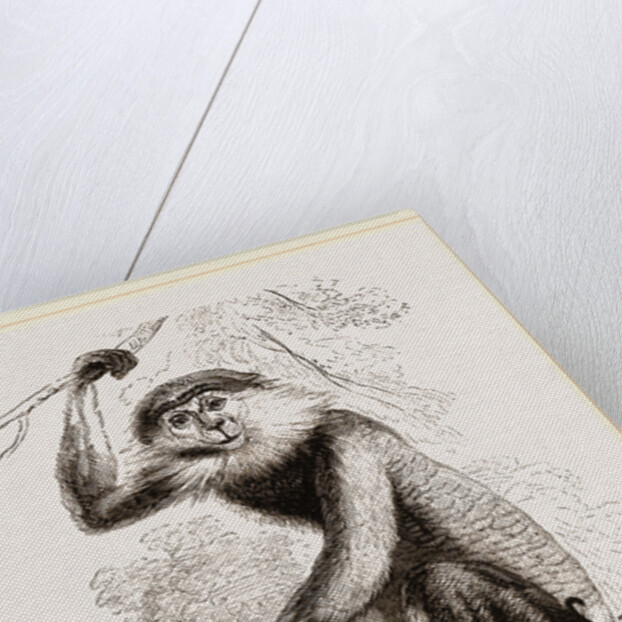 Cochin-China Monkey by Anonymous