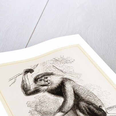Cochin-China Monkey by Anonymous